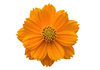 Bright orange cosmos flower isolated on white background