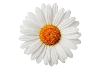 A single white daisy with an orange center isolated on white background