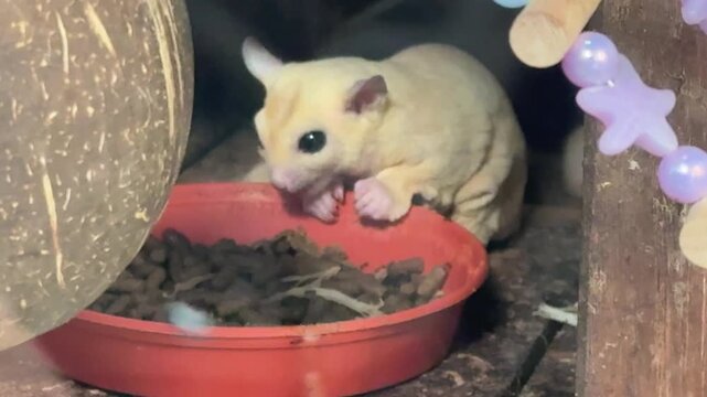 White leucistic sugar glider eating food from a small bowl.