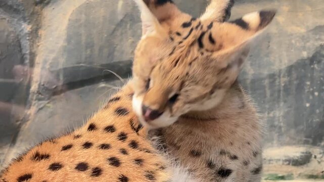 Serval cat licking and grooming its fur