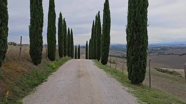 Agriculture has Defined Toscana for generations. Vineyards, Olive Groves, and Wheat Fields Shape its Economy and Identity.
