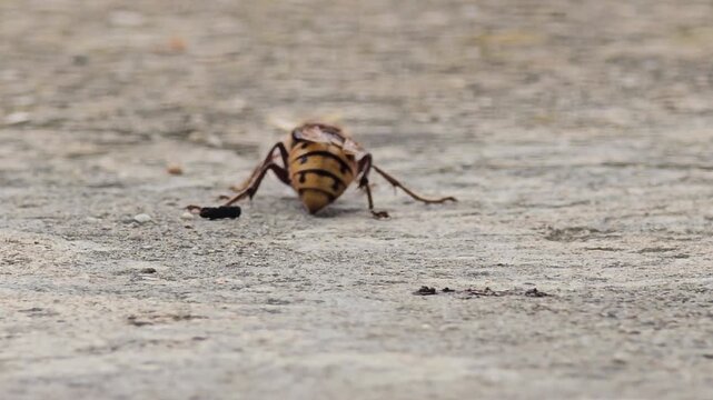 Close up of a large European hornet queen - Vespa crabro - on the ground