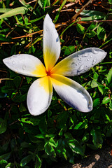 Fototapeta premium white frangipani flower