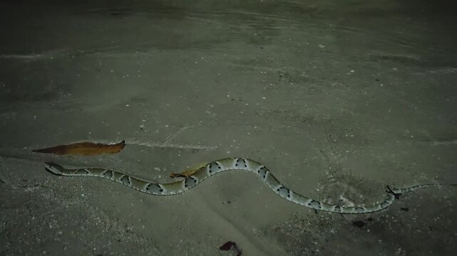 Southern American Lancehead (Bothrops jararaca) slithers across the sandy ground at night in the Cerrado e faunas no Brasil, displaying its distinctive triangular camouflage patterns.