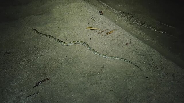 Jararaca-pintada (Bothrops neuwiedi) slithers through the sandy Oxisols of the Goi&aacute;s Cerrado, perfectly adapted to the rugged terrain of Brazil's ancient tropical savanna.
