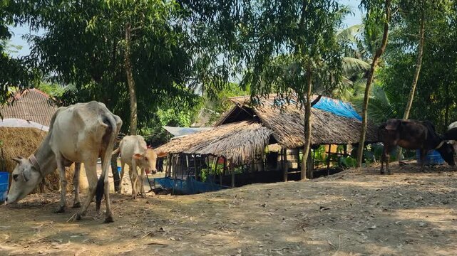 Zebu cow and her calf resting in the shade of a small farm in the Sundarbans, Bangladesh, capturing authentic rural agriculture and livestock traditions