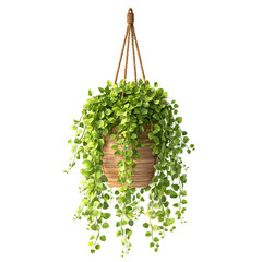 Vibrant Lush Green Plant Hanging from Wooden Planter Cascading Gracefully