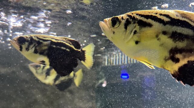 Zebra archerfish are in the fish tank.