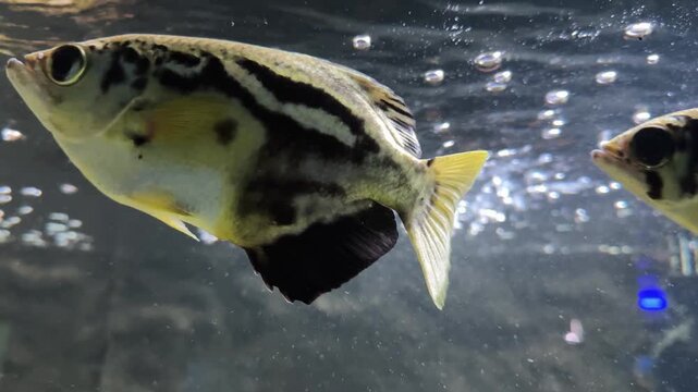 Zebra archerfish are in the fish tank.