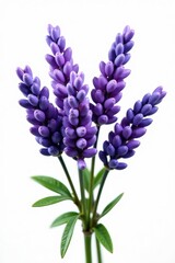 Horizontal lavender bunch, soft focus, isolated cutout, field, fragrance, herb