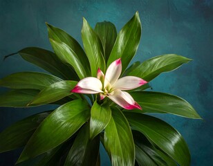 A vibrant tropical blossom with white petals and hot pink edges