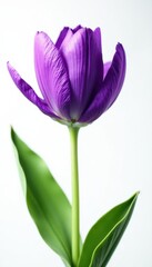 Intricate purple petals, verdant stalk against white backdrop , bloom, flower