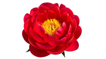 Fototapeta premium Vibrant red peony flower isolated on transparent background