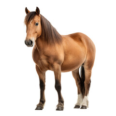 Obraz premium Stunning Horse Isolated on White Background for Professional Designs