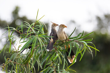 Guira cuckoo, known in Spanish as the pirincho (Guira guira), species of gregarious bird. Corumba, South Pantanal Mato Grosso do Sul, Brazil. Brazilian wildlife and birdwatching.