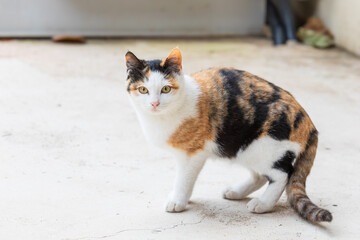 Calico Cat Standing on Light Colored Ground