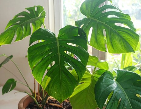 Close up photo of green monstera adansonii leaves known as daun janda bolong in home garden