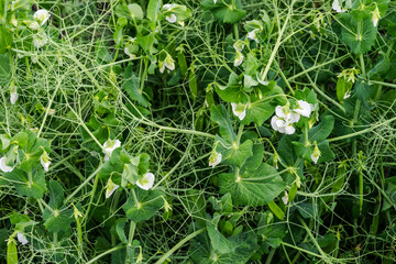 Peas plants grow stand supported by tendrils