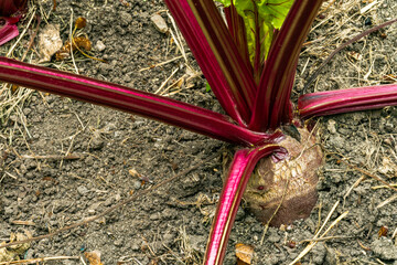 Red beet plant in  garden with plant residue on thr soil top.