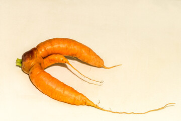 Abnormal shape of carrots roots  on white background wth shadow