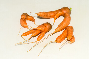 Abnormal shape of carrots roots  on white background wth shadow