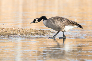 A goose with a crooked neck is walking across the ice on a frozen pond.