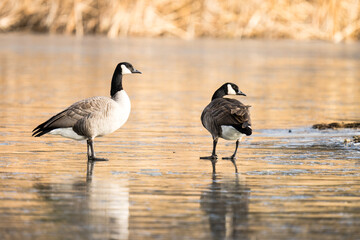 Geese on the ice on a frozen pond.