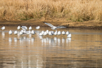 Gulls are standing on the ice on a recently frozen pond.