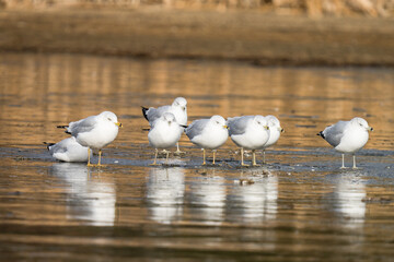Gulls are standing on the ice on a recently frozen pond.