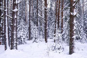 The forest is covered with snow. Frost and snowfall in the park. Winter snowy frosty landscape.