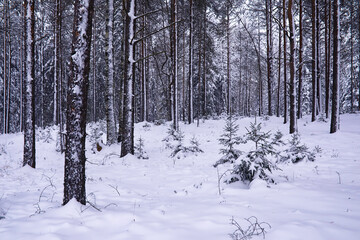 The forest is covered with snow. Frost and snowfall in the park. Winter snowy frosty landscape.