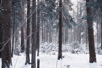 Fototapeta premium Winter forest. Landscape of the park in winter. Snow-covered trees at the edge.