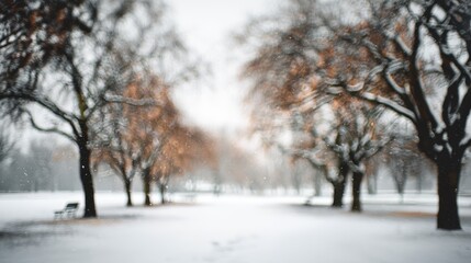 Snowy park scene with bare trees, soft winter light ambiance. Blurred background