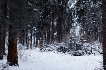 Winter forest. Landscape of the park in winter. Snow-covered trees at the edge.