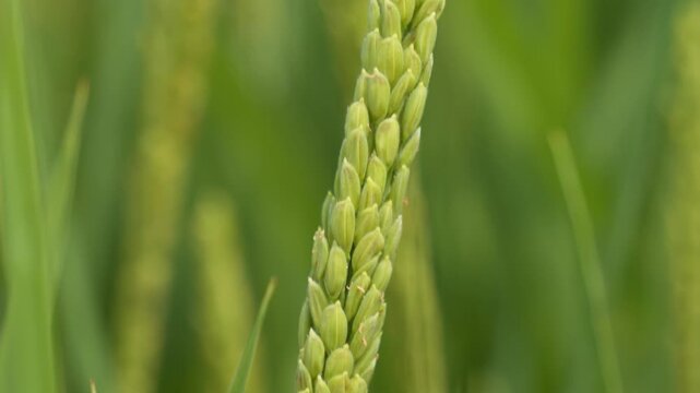 Ripening Grain Spike in Rural Field - Harvest Season Close-up