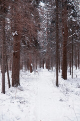 Fototapeta premium Winter forest landscape. Tall trees under snow cover. January frosty day in the park.