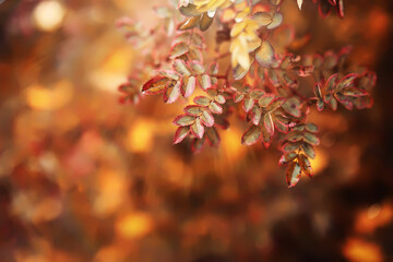 Lively closeup of falling autumn leaves with vibrant backlight from the setting sun