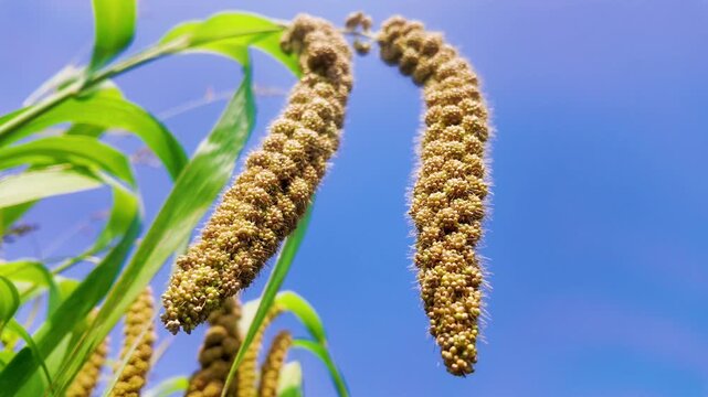 Ripe Birch Catkins Nodding in Wind Against Blue Sky