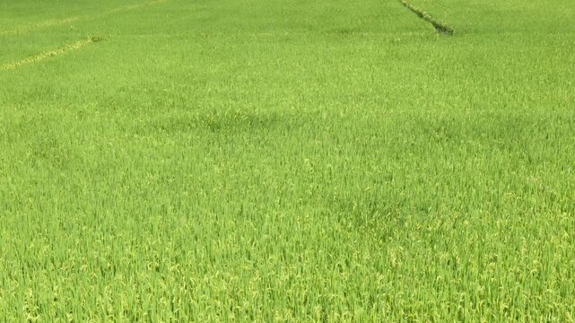 Green Rice Field Crop Growing in Rural Countryside