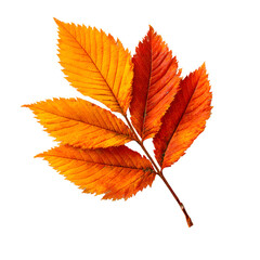 Vivid Orange Autumn Chestnut Leaf Displaying Hues