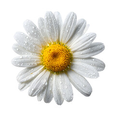 Elegant White Daisy Flower Blooming in Dew Isolated Photography