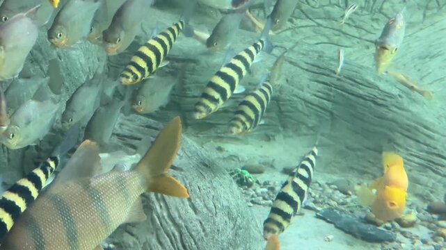 A Pangio kuhlii loach fish is swimming in the fish tank.