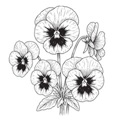 Black and white line of a cluster of pansy flowers with dark centers and detailed petals line floral detailed petals