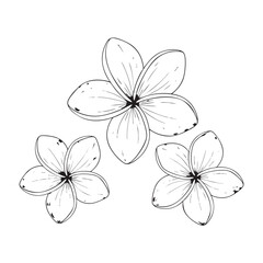 Black and white line of three plumeria flowers on a white background tropical floral line tropical flowers