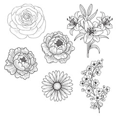 Black and white line of various flowers including rose lily peony and daisy floral line floral