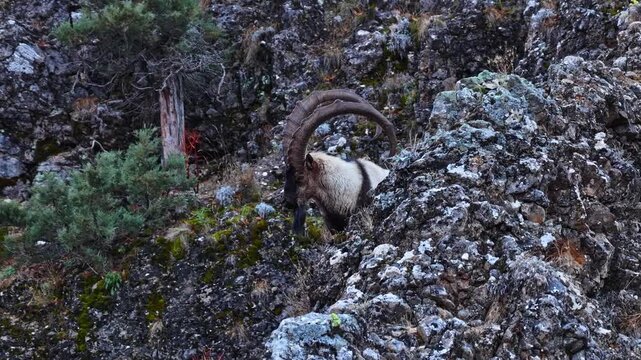 Aerial view of the mountain ibex in the forest