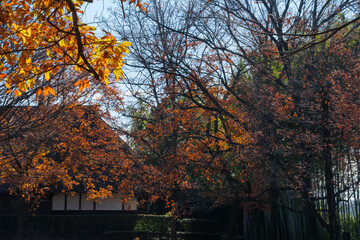 茅葺屋根と紅葉