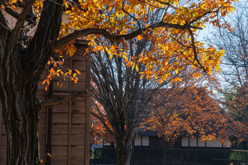 茅葺屋根と屋敷林