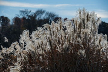 光るススキ