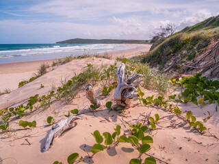 Coastal View with Vegetation Yuraygir National Park